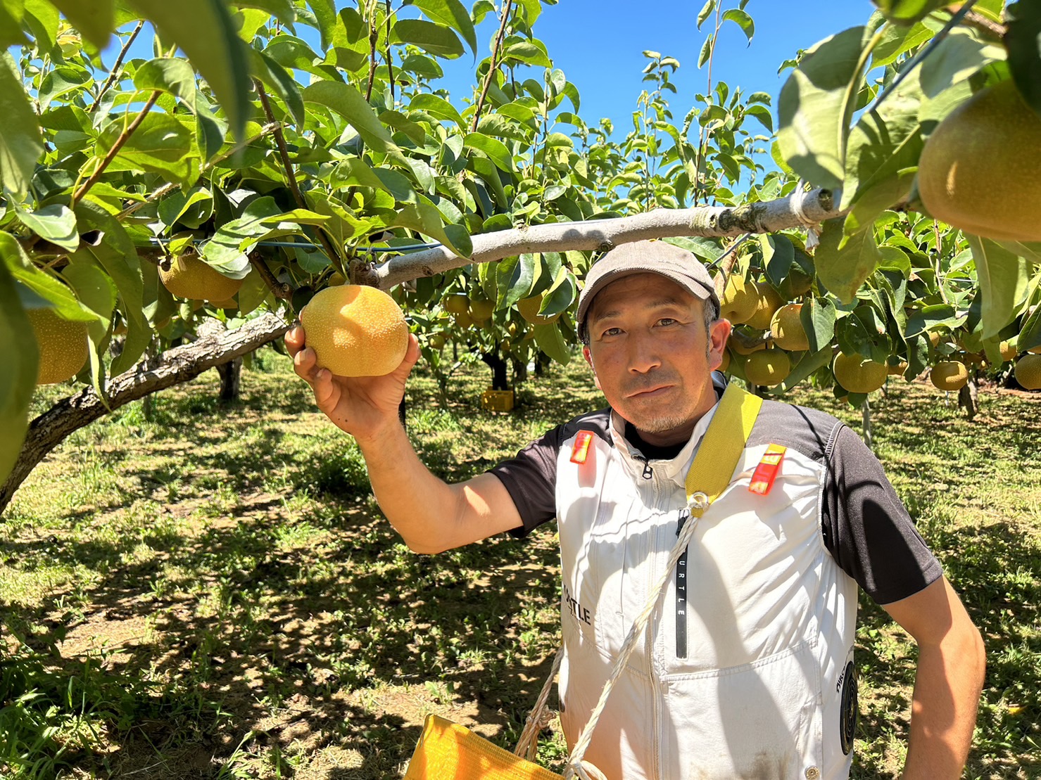 八千代丸新梨園さん
